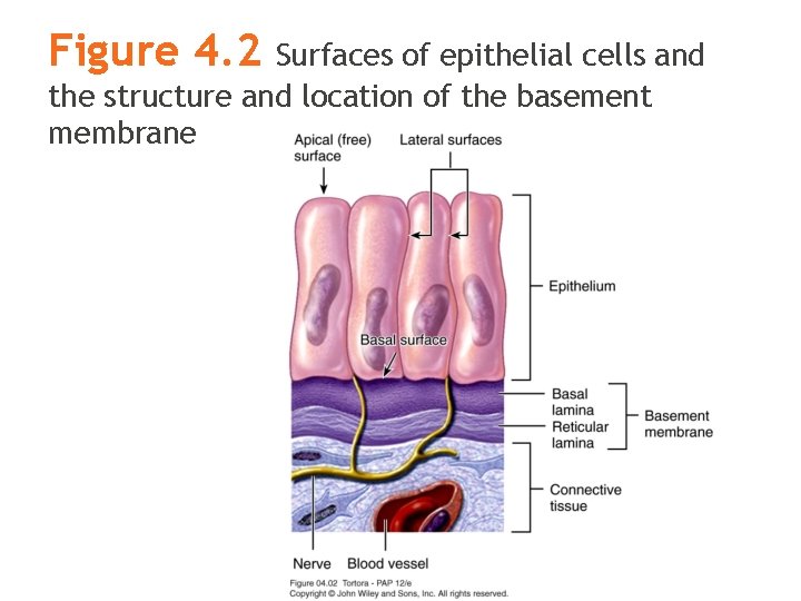 Figure 4. 2 Surfaces of epithelial cells and the structure and location of the Figure 4. 2 Surfaces of epithelial cells and the structure and location of the