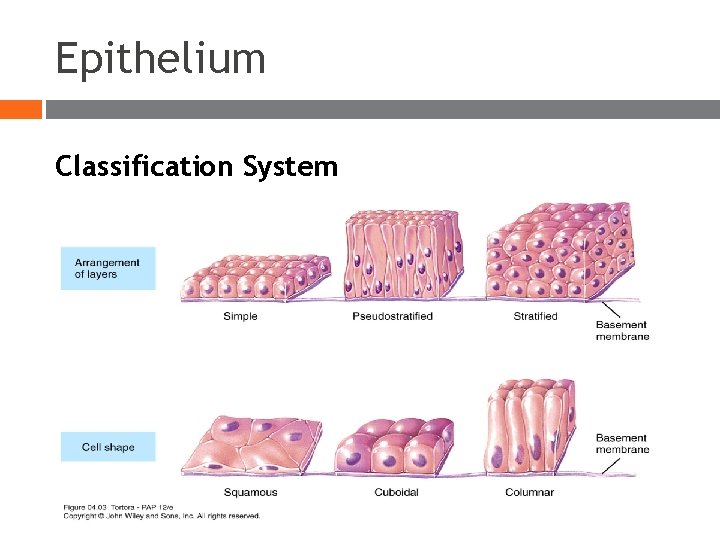 Epithelium Classification System Epithelium Classification System