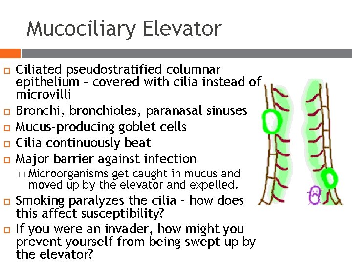 Mucociliary Elevator Ciliated pseudostratified columnar epithelium – covered with cilia instead of microvilli Bronchi, Mucociliary Elevator Ciliated pseudostratified columnar epithelium – covered with cilia instead of microvilli Bronchi,