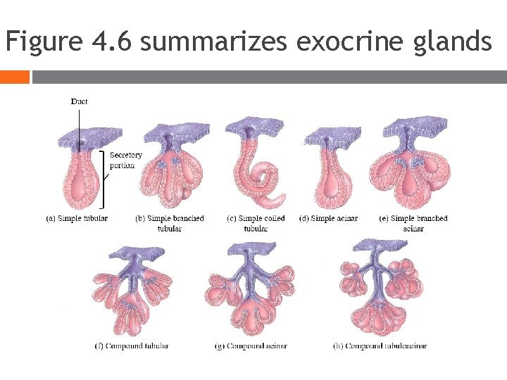 Figure 4. 6 summarizes exocrine glands Figure 4. 6 summarizes exocrine glands