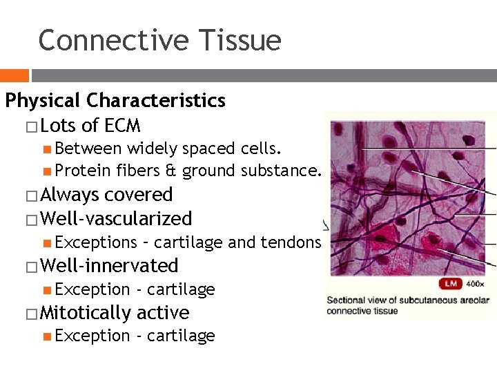Connective Tissue Physical Characteristics � Lots of ECM Between widely spaced cells. Protein fibers Connective Tissue Physical Characteristics � Lots of ECM Between widely spaced cells. Protein fibers