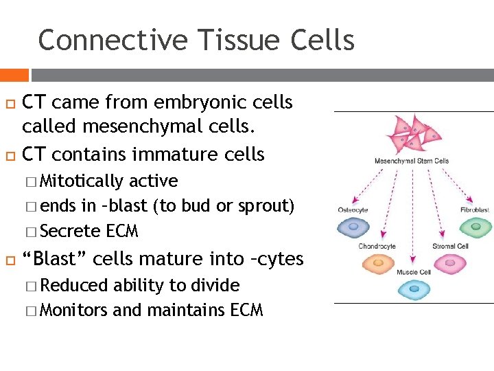 Connective Tissue Cells CT came from embryonic cells called mesenchymal cells. CT contains immature Connective Tissue Cells CT came from embryonic cells called mesenchymal cells. CT contains immature
