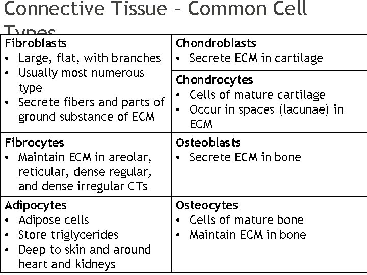 Connective Tissue – Common Cell Types Fibroblasts Chondroblasts • Large, flat, with branches • Connective Tissue – Common Cell Types Fibroblasts Chondroblasts • Large, flat, with branches •