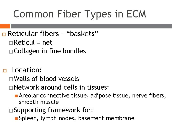 Common Fiber Types in ECM Reticular fibers – “baskets” � Reticul = net � Common Fiber Types in ECM Reticular fibers – “baskets” � Reticul = net �