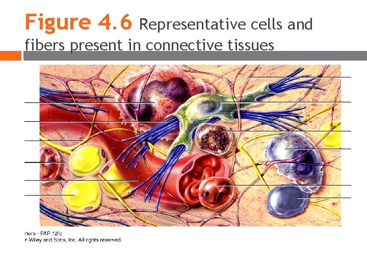 Figure 4. 6 Representative cells and fibers present in connective tissues Figure 4. 6 Representative cells and fibers present in connective tissues