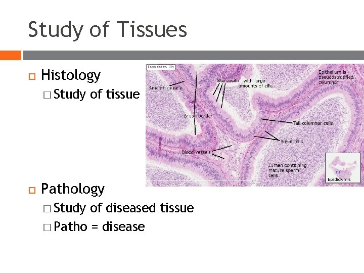 Study of Tissues Histology � Study of tissue Pathology � Study of diseased tissue Study of Tissues Histology � Study of tissue Pathology � Study of diseased tissue