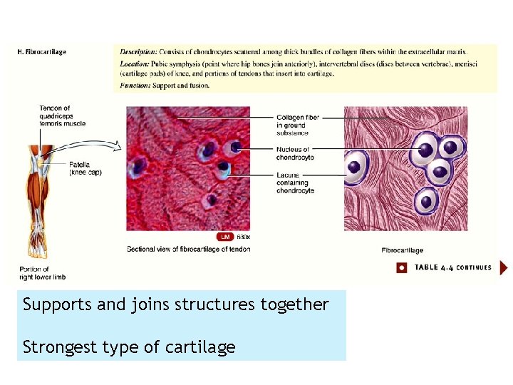 Supports and joins structures together Strongest type of cartilage Supports and joins structures together Strongest type of cartilage