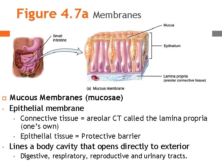 Figure 4. 7 a • Mucous Membranes (mucosae) Epithelial membrane • • • Membranes Figure 4. 7 a • Mucous Membranes (mucosae) Epithelial membrane • • • Membranes
