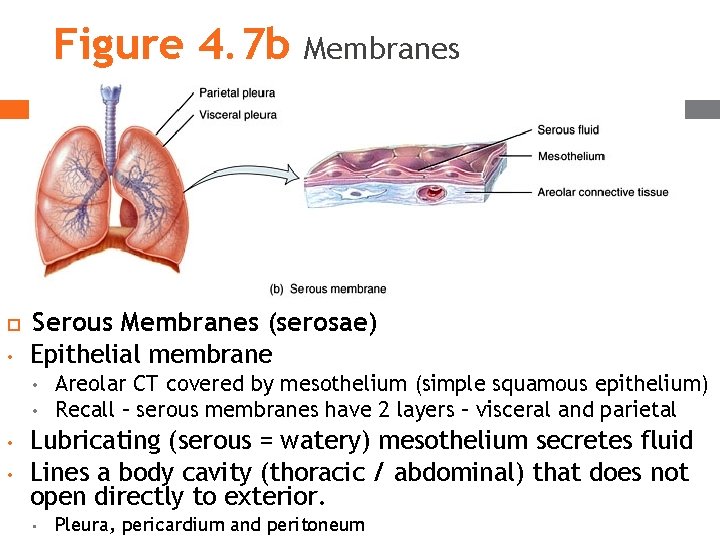 Figure 4. 7 b • Serous Membranes (serosae) Epithelial membrane • • Membranes Areolar Figure 4. 7 b • Serous Membranes (serosae) Epithelial membrane • • Membranes Areolar