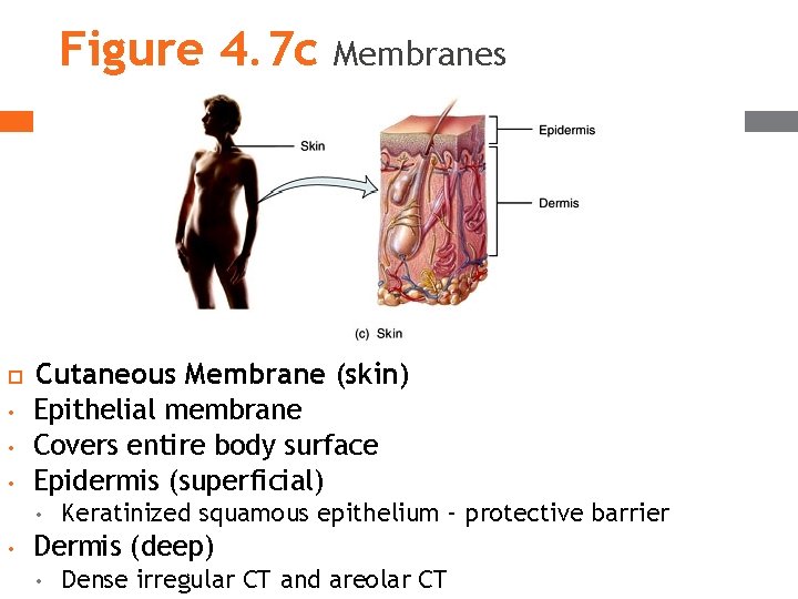 Figure 4. 7 c • • • Cutaneous Membrane (skin) Epithelial membrane Covers entire Figure 4. 7 c • • • Cutaneous Membrane (skin) Epithelial membrane Covers entire
