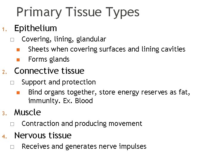 Primary Tissue Types 1. Epithelium � 2. Connective tissue � 3. Support and protection Primary Tissue Types 1. Epithelium � 2. Connective tissue � 3. Support and protection