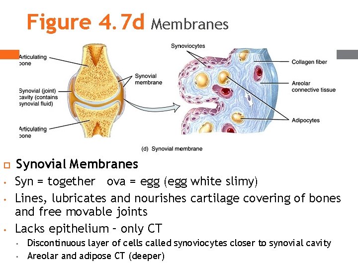 Figure 4. 7 d • • • Membranes Synovial Membranes Syn = together ova Figure 4. 7 d • • • Membranes Synovial Membranes Syn = together ova
