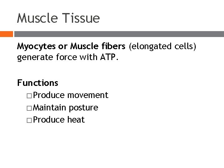 Muscle Tissue Myocytes or Muscle fibers (elongated cells) generate force with ATP. Functions � Muscle Tissue Myocytes or Muscle fibers (elongated cells) generate force with ATP. Functions �