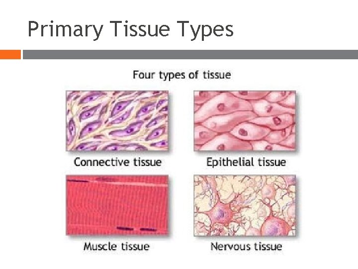 Primary Tissue Types Primary Tissue Types