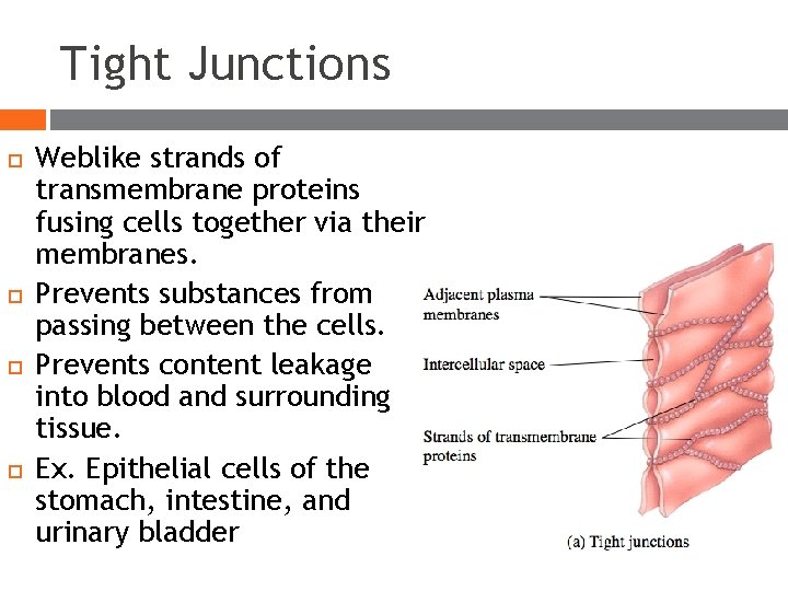 Tight Junctions Weblike strands of transmembrane proteins fusing cells together via their membranes. Prevents Tight Junctions Weblike strands of transmembrane proteins fusing cells together via their membranes. Prevents
