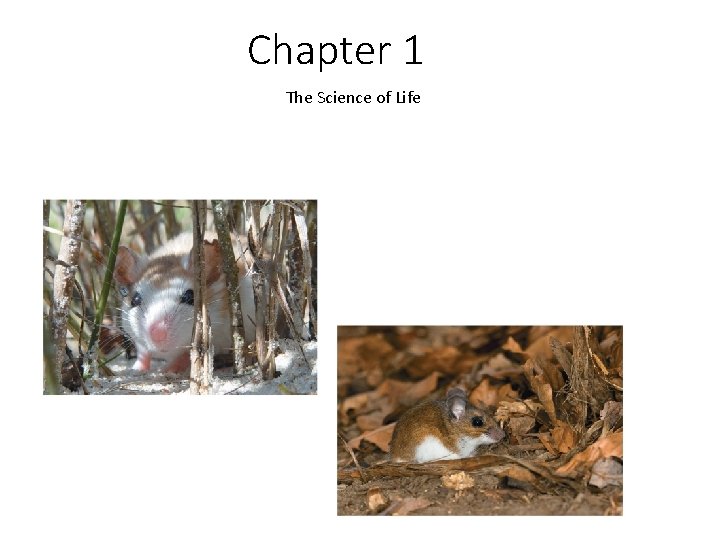 Chapter 1 The Science of Life 