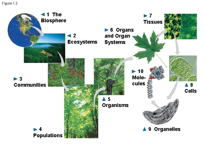 Figure 1. 3 1 The Biosphere 7 Tissues 2 Ecosystems 6 Organs and Organ