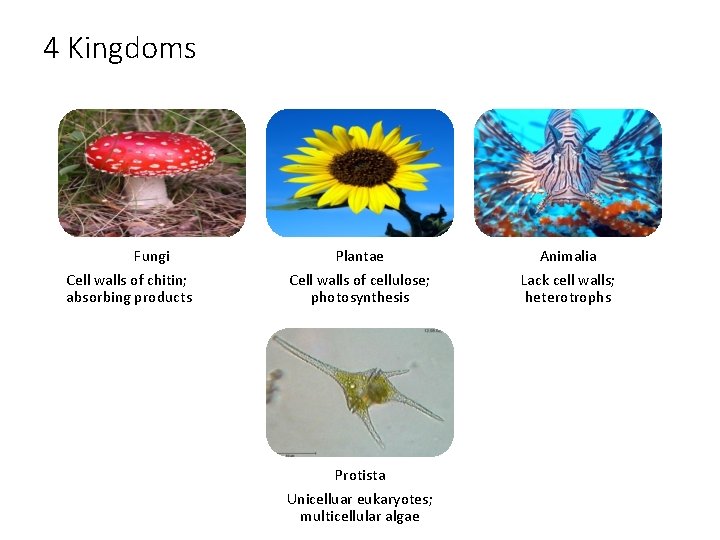 4 Kingdoms Fungi Cell walls of chitin; absorbing products Plantae Cell walls of cellulose;