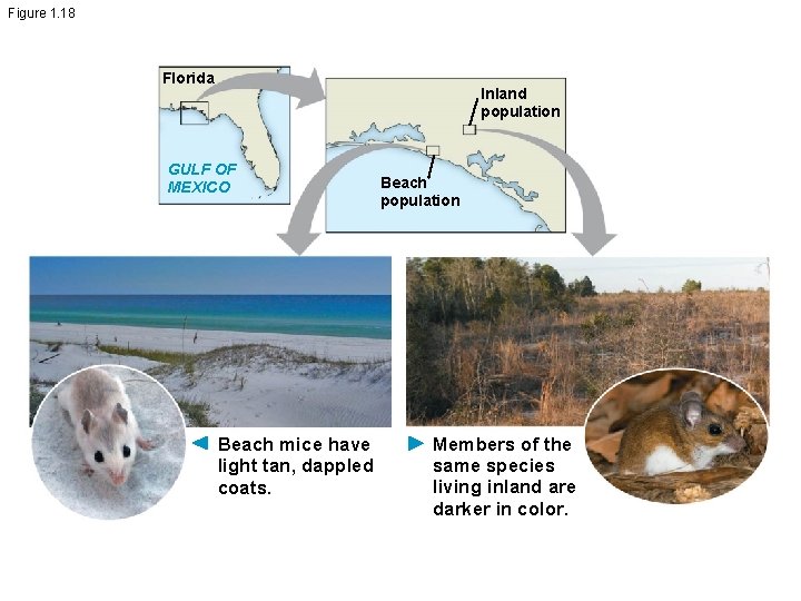 Figure 1. 18 Florida Inland population GULF OF MEXICO Beach mice have light tan,