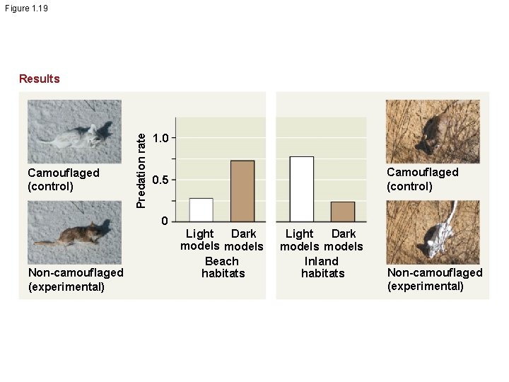 Figure 1. 19 Camouflaged (control) Predation rate Results 1. 0 Camouflaged (control) 0. 5