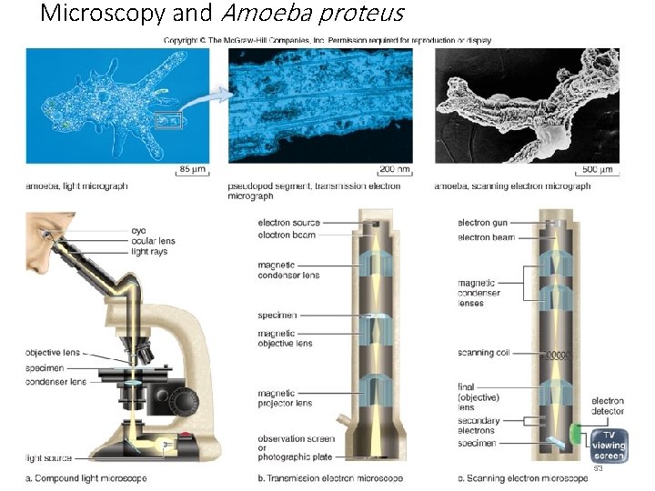 Microscopy and Amoeba proteus 53 