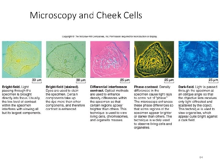 Microscopy and Cheek Cells 54 