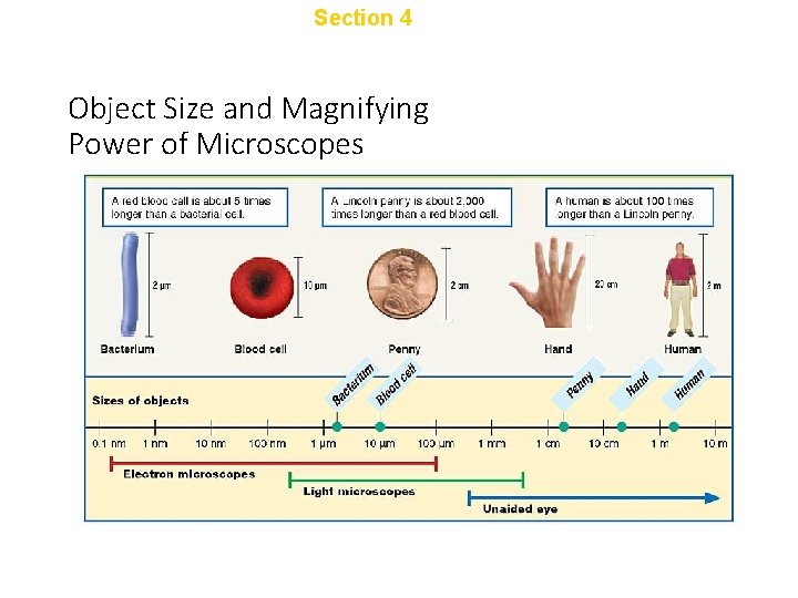 Chapter 1 Section 4 Tools and Techniques Object Size and Magnifying Power of Microscopes