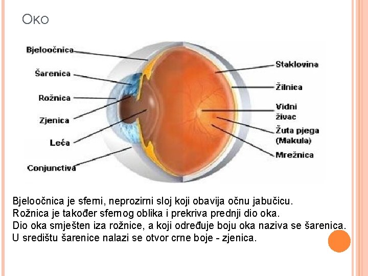 OKO Bjeloočnica je sferni, neprozirni sloj koji obavija očnu jabučicu. Rožnica je također sfernog