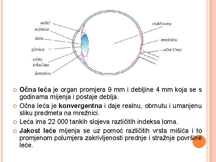  Očna leća je organ promjera 9 mm i debljine 4 mm koja se