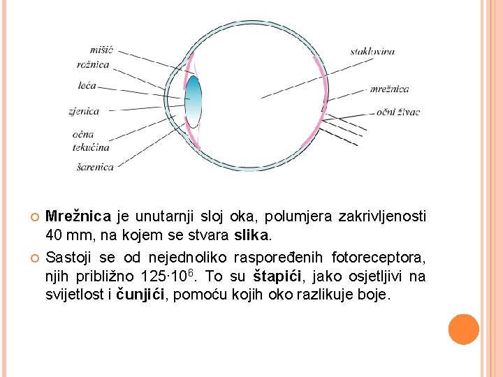  Mrežnica je unutarnji sloj oka, polumjera zakrivljenosti 40 mm, na kojem se stvara