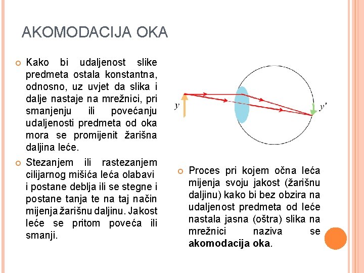 AKOMODACIJA OKA Kako bi udaljenost slike predmeta ostala konstantna, odnosno, uz uvjet da slika