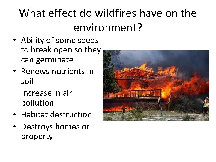 What effect do wildfires have on the environment? • Ability of some seeds to