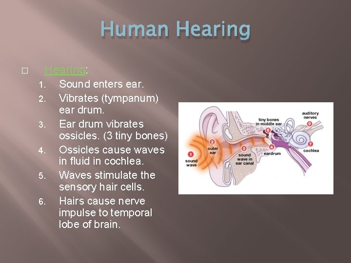 Human Hearing � Hearing: 1. 2. 3. 4. 5. 6. Sound enters ear. Vibrates