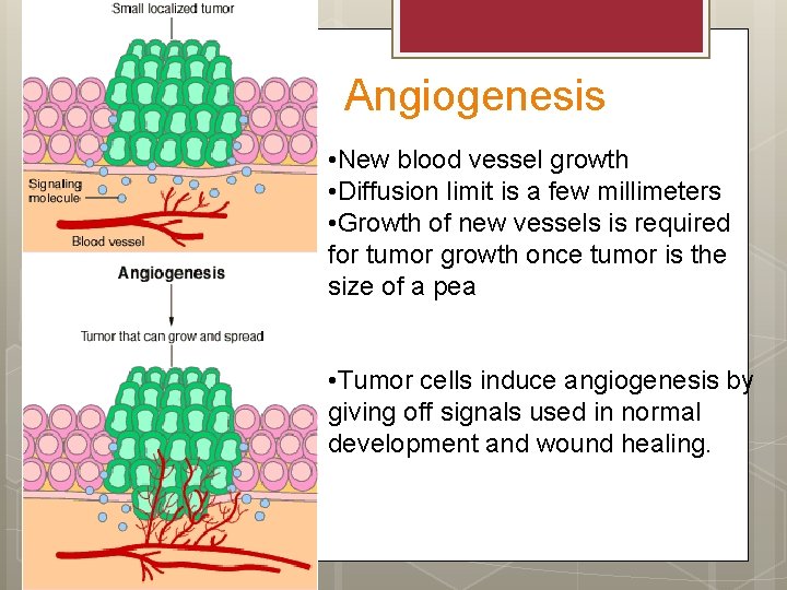 Angiogenesis • New blood vessel growth • Diffusion limit is a few millimeters •