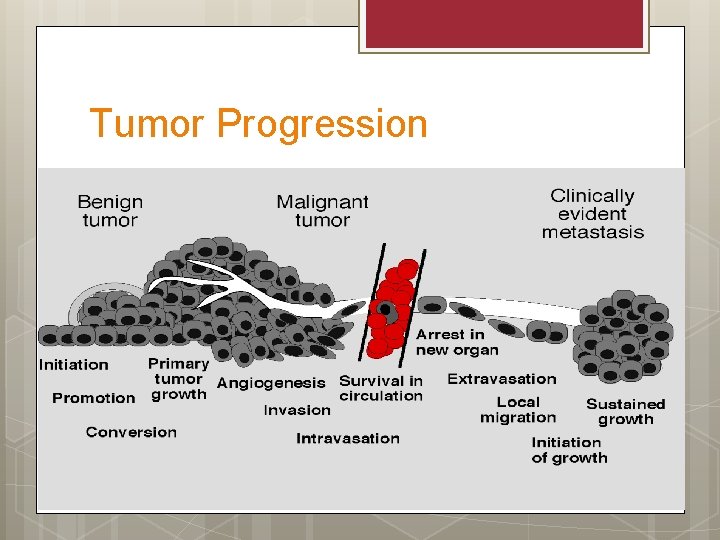 Tumor Progression 