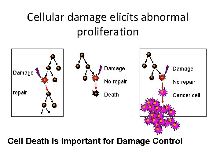 Cellular damage elicits abnormal proliferation Damage repair Damage No repair Death Cancer cell Cell