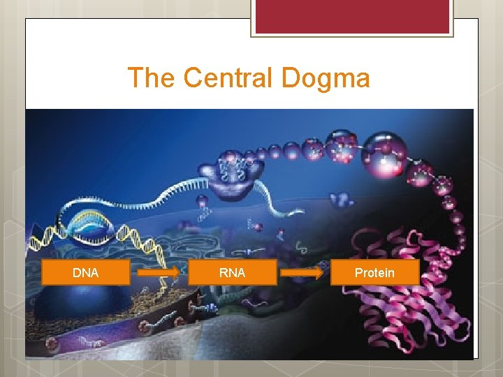 The Central Dogma DNA RNA Protein 