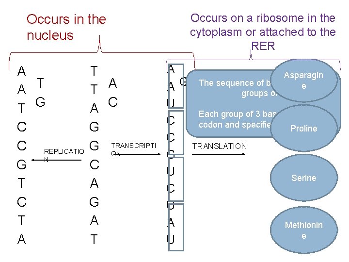 DNA inisthethe Occurs nucleus Occursto on build a ribosome in the template cytoplasm or