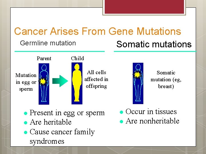 Cancer Arises From Gene Mutations Somatic mutations Germline mutation Parent Mutation in egg or