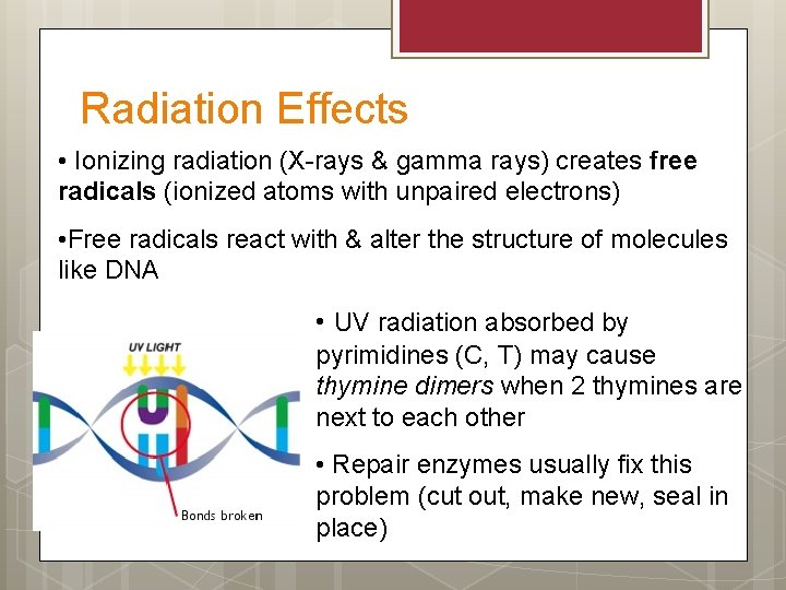 Radiation Effects • Ionizing radiation (X-rays & gamma rays) creates free radicals (ionized atoms