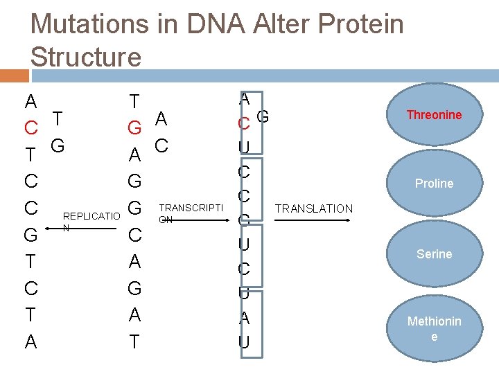 Mutations in DNA Alter Protein Structure A C T G T C C REPLICATIO