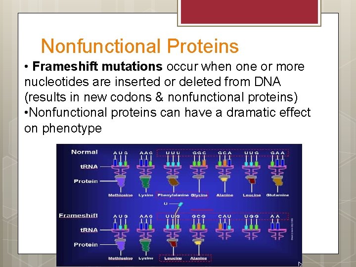 Nonfunctional Proteins • Frameshift mutations occur when one or more nucleotides are inserted or