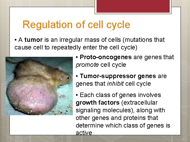 Regulation of cell cycle • A tumor is an irregular mass of cells (mutations