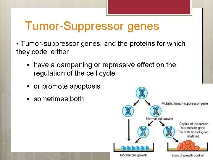 Tumor-Suppressor genes • Tumor-suppressor genes, and the proteins for which they code, either •