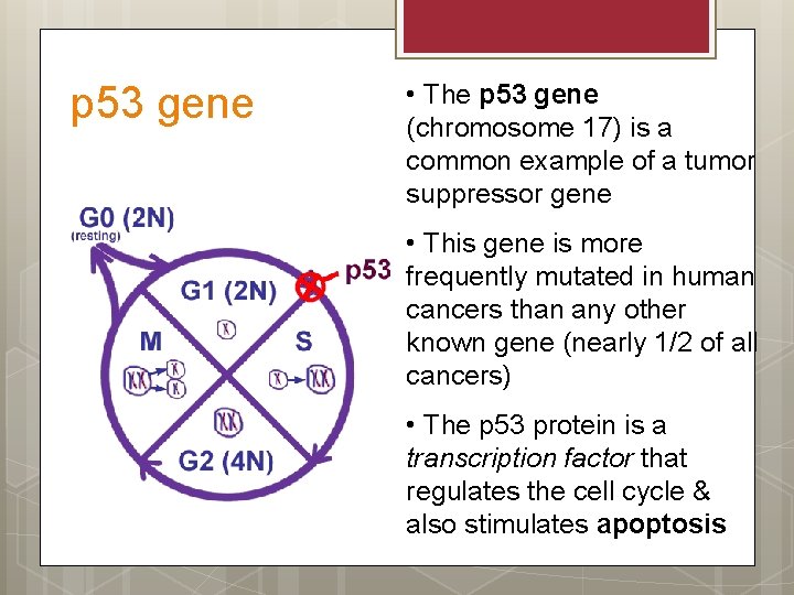 p 53 gene • The p 53 gene (chromosome 17) is a common example