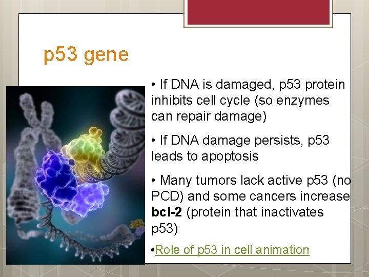 p 53 gene • If DNA is damaged, p 53 protein inhibits cell cycle