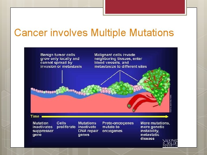 Cancer involves Multiple Mutations 