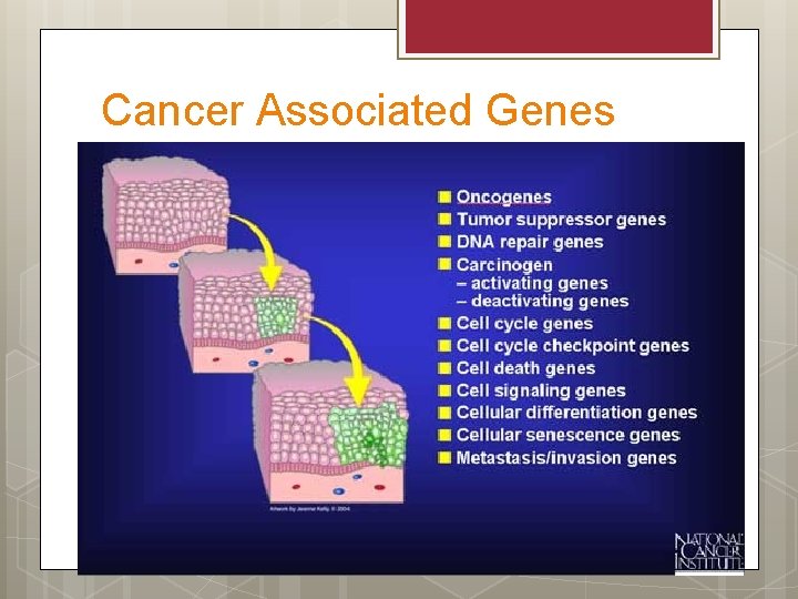 Cancer Associated Genes 