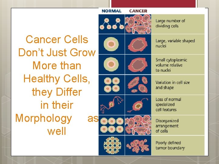 Cancer Cells Don’t Just Grow More than Healthy Cells, they Differ in their Morphology