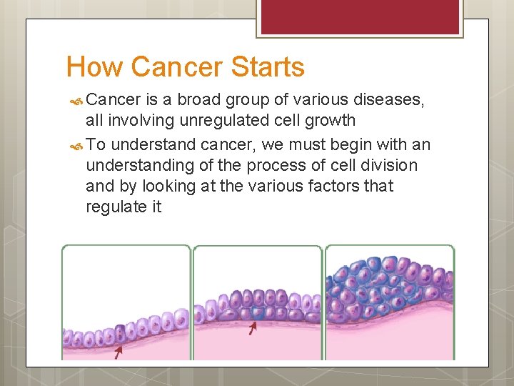 How Cancer Starts Cancer is a broad group of various diseases, all involving unregulated